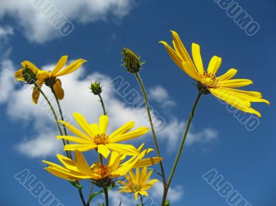 Towards sun Towards sun