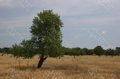 Wheat field with tree
