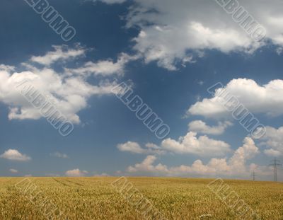 Wheat field in late summer with clouds