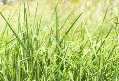 Green grass close-up