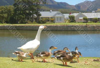 Group of ducks and goose