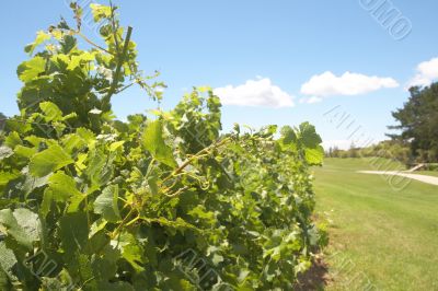 Vineyard on the golf course
