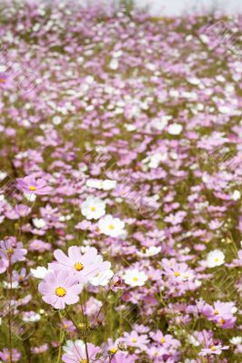 Field of wild cosmos flowers