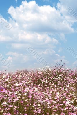 Field of wild cosmos flowers