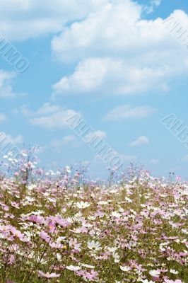 Field of wild cosmos flowers