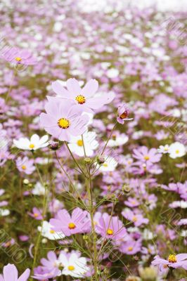 Field of wild cosmos flowers