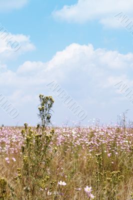 Field of wild cosmos flowers