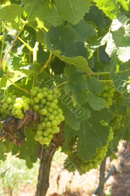 Ripening grapes in the vineyard