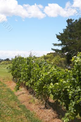 Ripening grapes in the vineyard