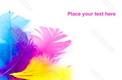 colorfull feathers with copy-space