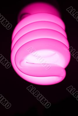 Spiral pink bulb Spiral pink bulb