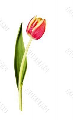 Tulip