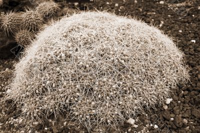 Cactus mammilaria compressa sepia