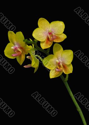 Pink Moth Orchid flower