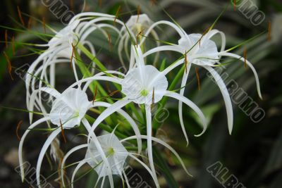 White crinum spiderlily Flower