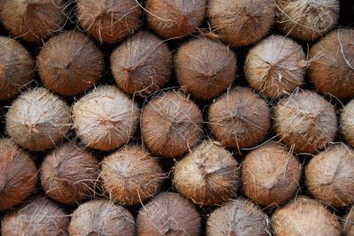 coconut fruit for sale
