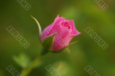 Rose Flower bud