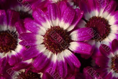 pink cineraria flower