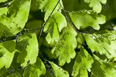 Green leaves with water drops on it (shallow DoF)