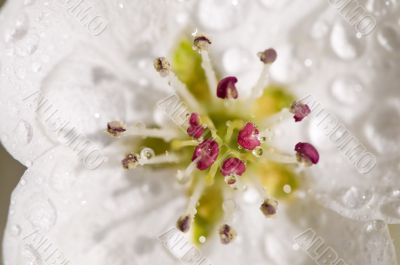 Beautiful blossoms close-up with dew drops