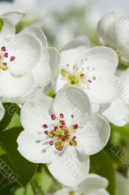 pear flowers macro