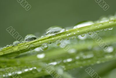 Close-up of fresh green straws with water as a background