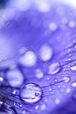 purple anemone flower with water drops