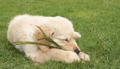 Small golden retriever puppy