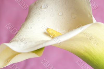 Beautiful calla lilly on pink