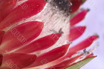 Pink protea macro