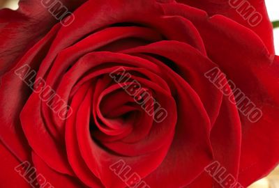 Dark red rose macro Dark red rose macro