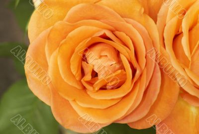 Closeup of bright orange roses Closeup of bright orange roses