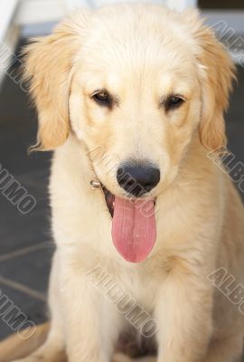 Small golden retriever puppy Small golden retriever puppy