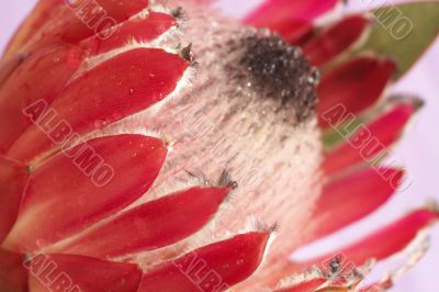 Pink protea macro