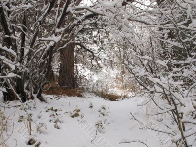 Winter Woods