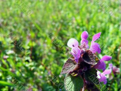 Meadow flower