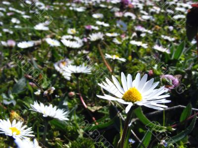 Meadow flowers