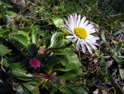 Meadow flowers