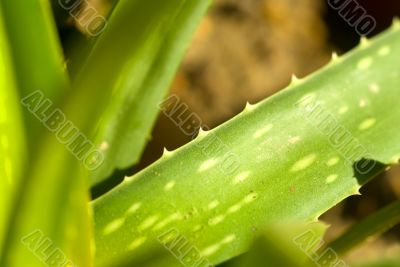 aloe vera