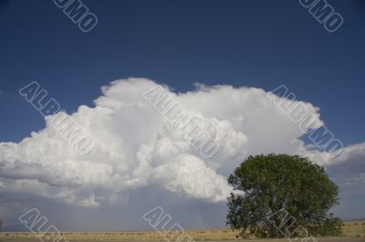 Landscape with tree