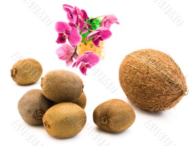 coconut and kiwi against pink orchid flower coconut and kiwi against pink orchid flower