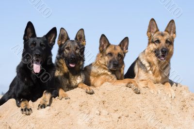 Four Germany Sheepdogs