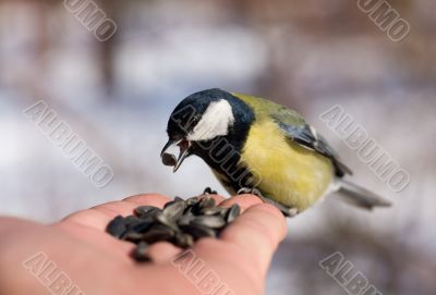 Hungry titmouse