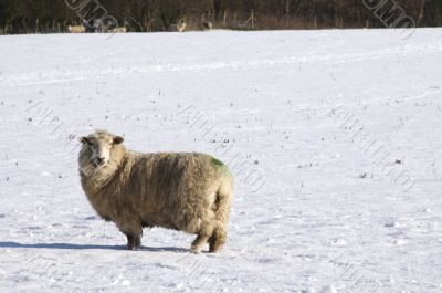 Winter sheep