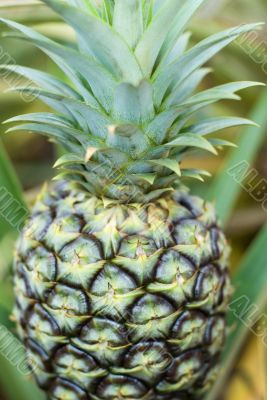 Pineapple plantation Pineapple plantation