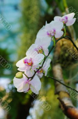 orchid portrait on a green background