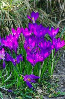 Purple Crocus on the sun light