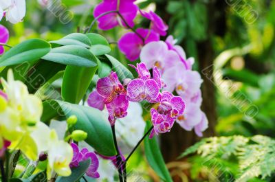 orchids portrait