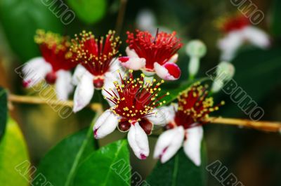 spring flowers of feijoa on the tree