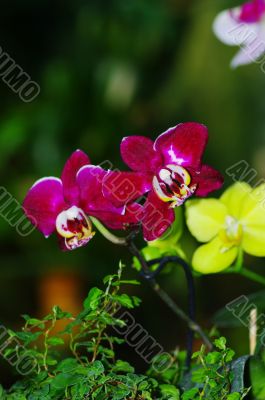 A purple orchid on natural green background